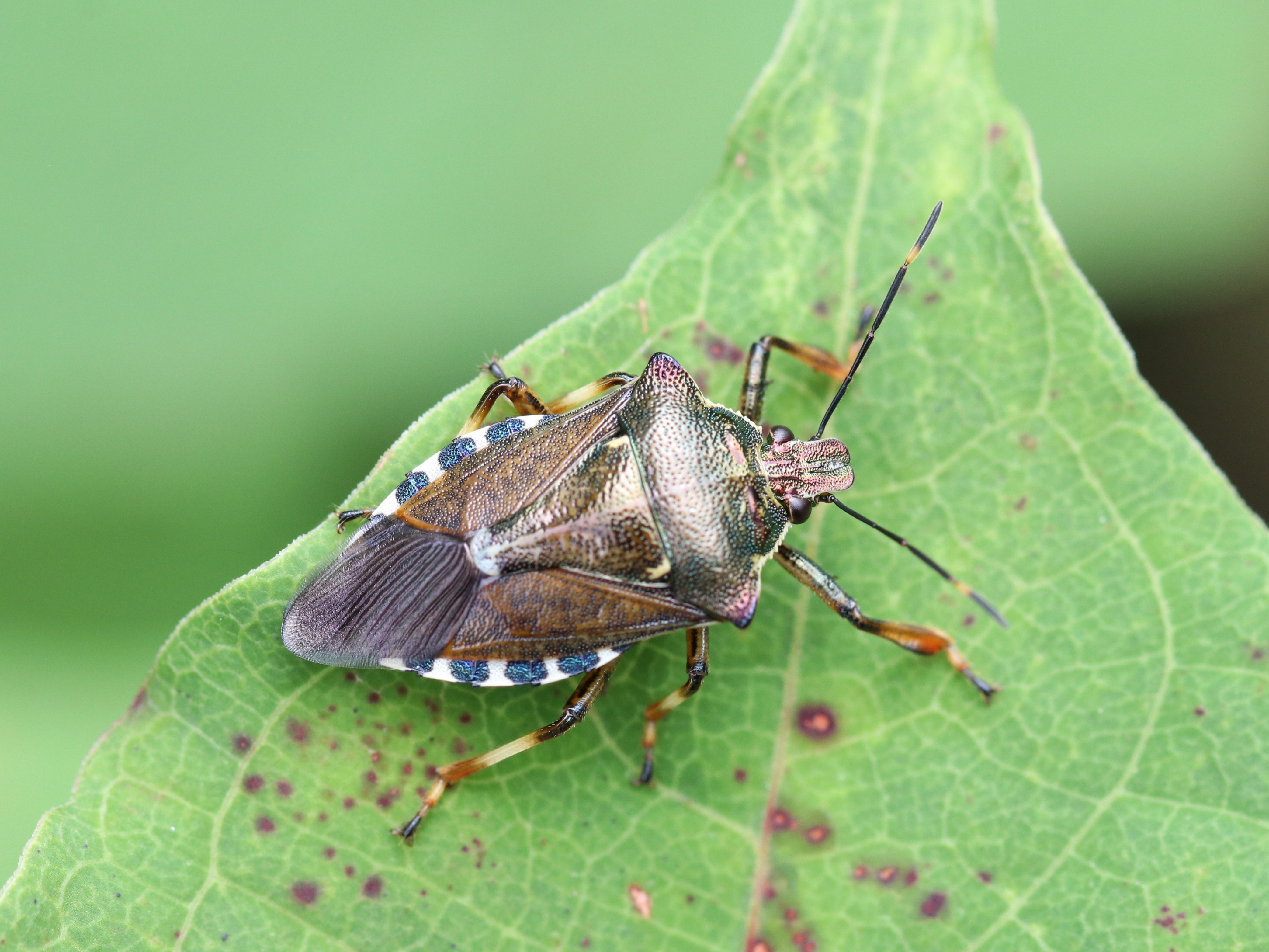 アカアシクチブトカメムシ2